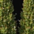 Compact Photinia Fraseri: Little Red Robin 02 3D model small image 2