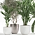 Exotic Plant Collection in White Pot 3D model small image 2
