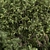 Lush Mix: Bush Set 37 3D model small image 4