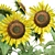 10 Varieties of Bush Sunflowers | 3D Models 3D model small image 2