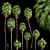 Mexican Fan Palm Bundle: 9 Elegant Trees 3D model small image 1