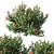 Flame Of The Woods: Ixora Taiwanensis 3D model small image 3