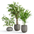 Tropical Indoor Plant Set 3D model small image 1