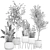 Decorative Plant Collection: Indoor and Outdoor Exotics 3D model small image 7