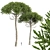 Monkey Puzzle 2 Trees Araucaria Araucana: Stunning 3D Model 3D model small image 1