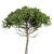 Monkey Puzzle 2 Trees Araucaria Araucana: Stunning 3D Model 3D model small image 2