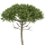 Monkey Puzzle 2 Trees Araucaria Araucana: Stunning 3D Model 3D model small image 3