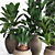 Tropical Plant Collection 3D model small image 3