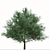 Duo Melaleuca Bracteata Trees 3D model small image 2