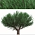 Duo Melaleuca Bracteata Trees 3D model small image 3