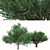 Duo Melaleuca Bracteata Trees 3D model small image 5