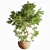 Elegant Bonsai Plant - High Quality 3D model small image 1