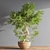 Elegant Bonsai Plant - High Quality 3D model small image 2