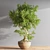 Elegant Bonsai Plant - High Quality 3D model small image 3