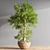 Elegant Bonsai Plant - High Quality 3D model small image 4