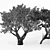 Exotic Acacia & African Olive Tree 3D model small image 4