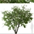 Prunus Serotina Black Cherry Duo: 2 Trees 3D model small image 3