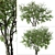 Prunus Serotina Black Cherry Duo: 2 Trees 3D model small image 4