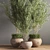 Outdoor Plant Set 09: Stylish and Sustainable Greenery 3D model small image 5