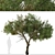 Mountain Mahogany Tree Set (2 Trees) 3D model small image 2