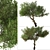 Mountain Mahogany Tree Set (2 Trees) 3D model small image 3