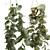 Swiss Cheese Plant Assortment: Fresh & Dried 3D model small image 2