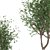 Black Cherry Duo: 2 Trees 3D model small image 2