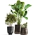 Tropical Plant Collection: Reclaimed Iron Pot, Exotics & Calathea 3D model small image 6