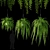 3D Hanging Fern - V-Ray Material, OBJ Format, 9 Textures, 3 Plant Varieties 3D model small image 1