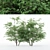 Diverse Kousa Dogwood Trees 3D model small image 1