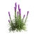 Exquisite Liatris Spicata Floral Beauty 3D model small image 3