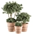 Vintage Pot Plant Set 3D model small image 1