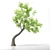 Outdoor Bonsai - 2016 Model 3D model small image 2