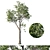 Platanus Acerifolia 02 - Premium 3D Model 3D model small image 1