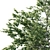 Platanus Acerifolia 02 - Premium 3D Model 3D model small image 2