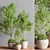 57-Piece Indoor Plant Set: Beautiful 3D Models 3D model small image 2