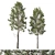 Cedrus Deodara 06 - Exquisite Millimeter Precision 3D Model 3D model small image 1