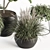 Lush Greenery Indoor Plant Set 3D model small image 4