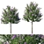 Nerium Oleander Collection: Stunning Floral 3D Model 3D model small image 1