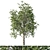 Platanus_acerifolia_03: 3D Tree Model 2013 3D model small image 1