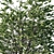 Platanus_acerifolia_03: 3D Tree Model 2013 3D model small image 2