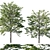 Platanus acerifolia 04 - Detailed 3D Model 3D model small image 1
