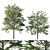 Platanus acerifolia 04 - Detailed 3D Model 3D model small image 4