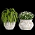 Botanical Bliss: Indoor Plant Collection 3D model small image 4