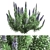 Pride of Madeira Plant - Stunning Echium Varieties 3D model small image 3