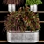 Indoor Hanging Plant Collection 3D model small image 4