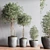 Elegant Indoor Plant Set12 3D model small image 3