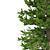 Norway Spruce Set - Realistic 3D Tree Models 3D model small image 3