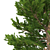 Norway Spruce Trees - V-Ray 3D model small image 2