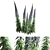 Pride of Madeira - Exquisite Echium Candicans 3D model small image 1